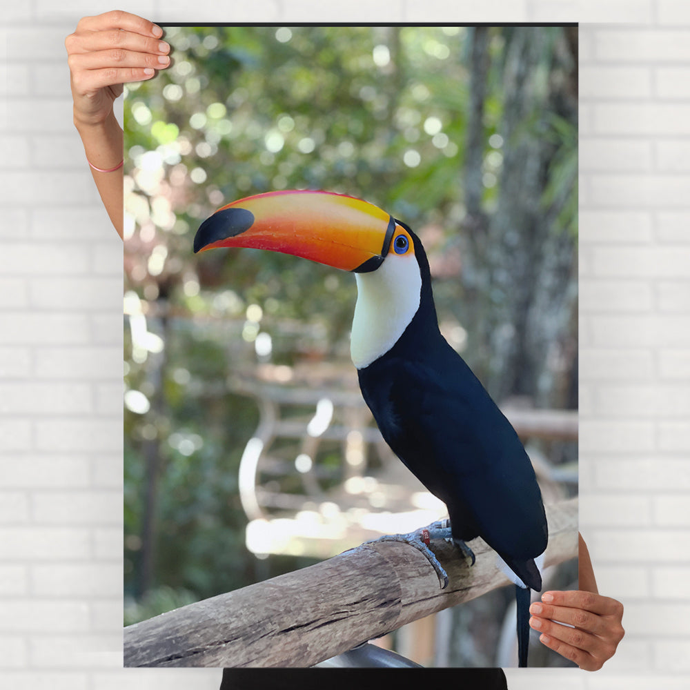 Toco Toucan Poster