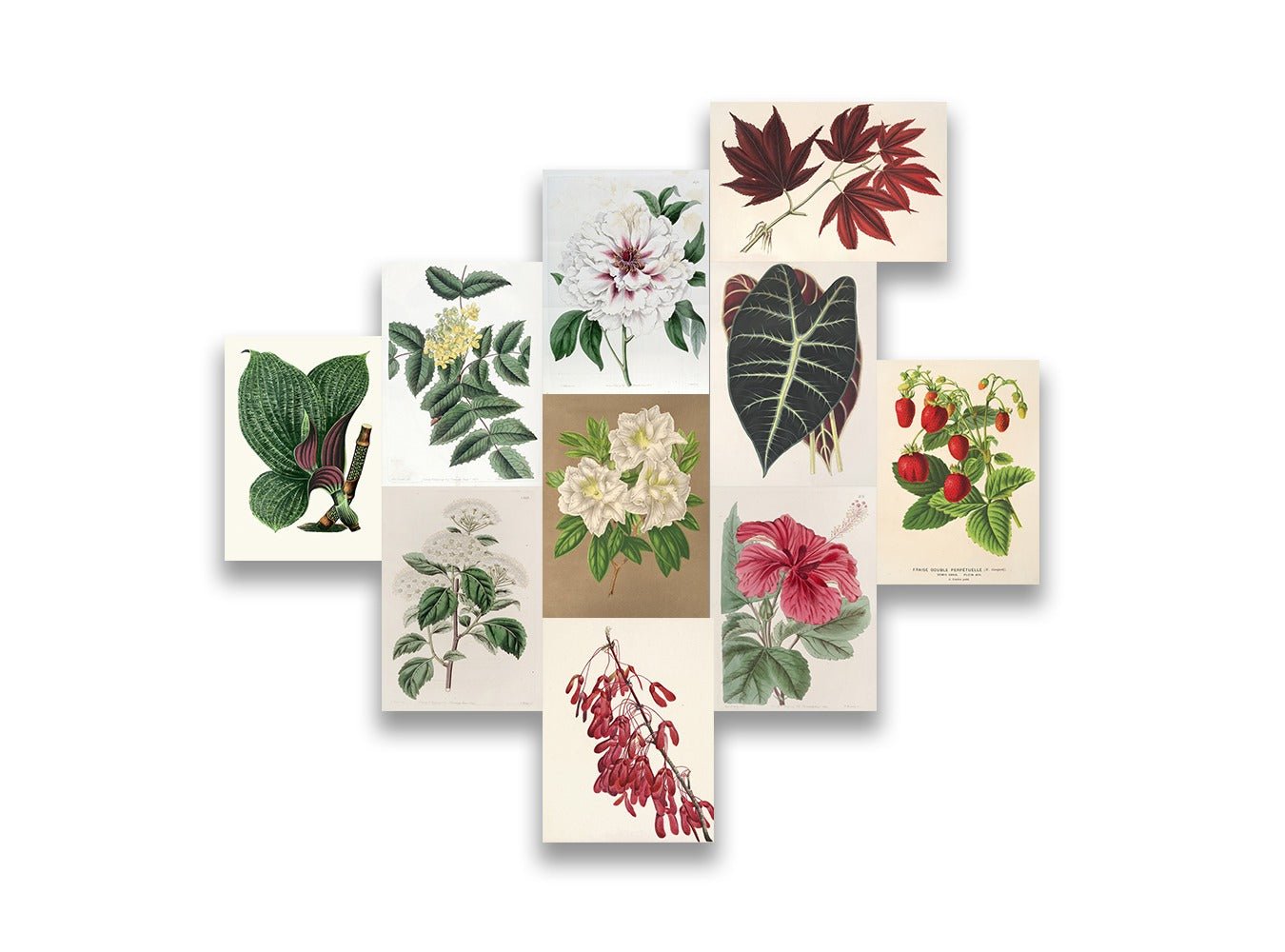 Botanical Posters Set (x10 A5) - Poster set