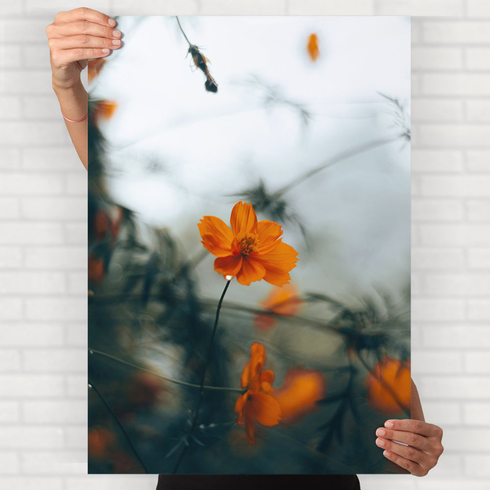 Orange Cosmos Flower Poster