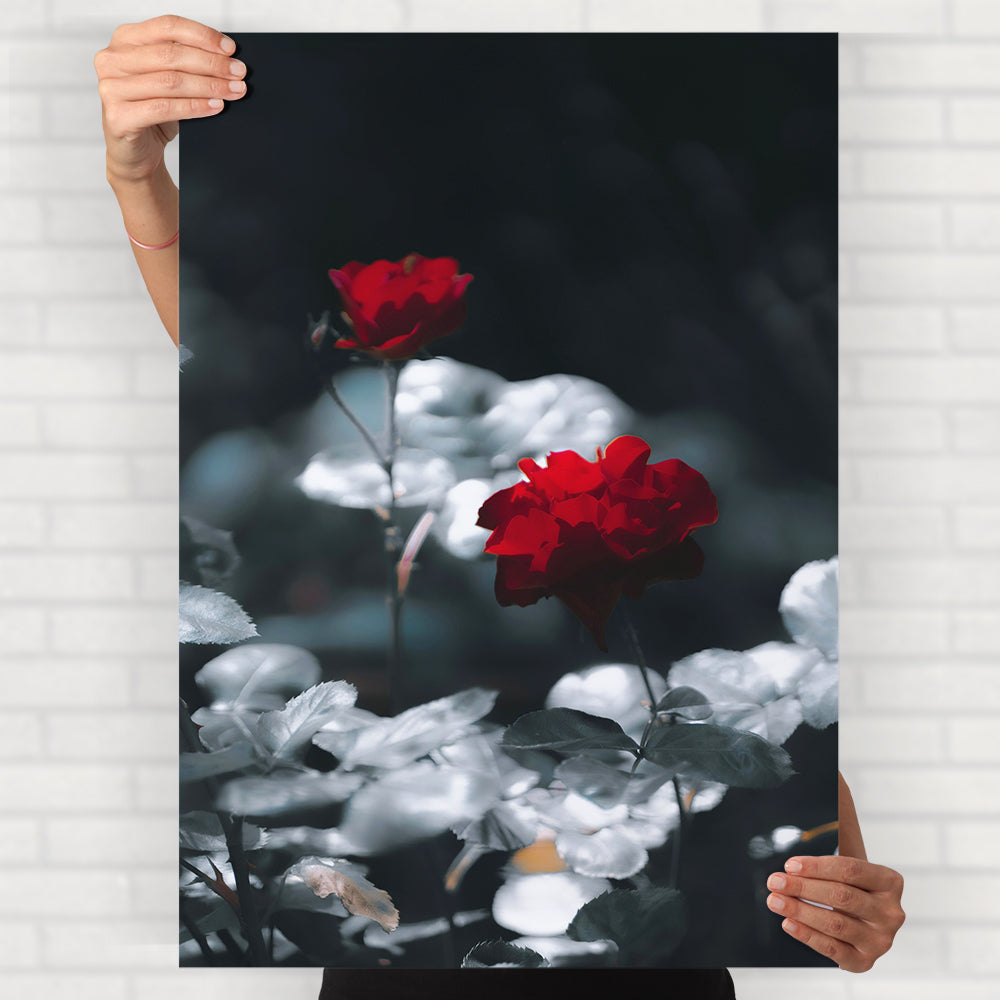 Red Roses Poster
