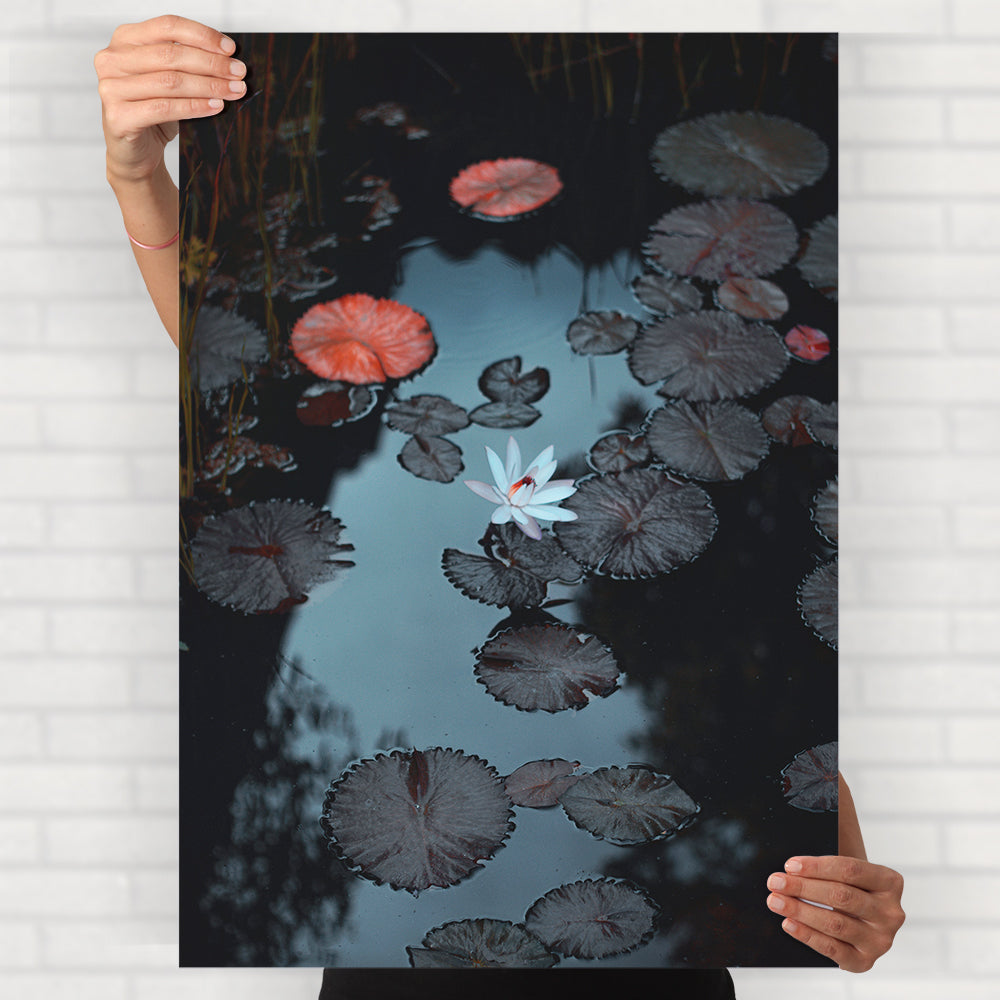 Water Lily Poster