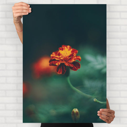 marigold flower poster
