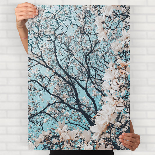 Cherry Blossoms Poster