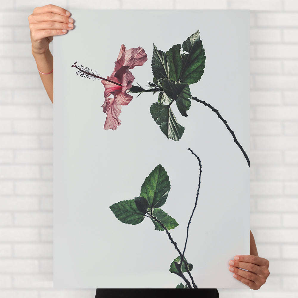 Pink Hibiscus Flower Poster