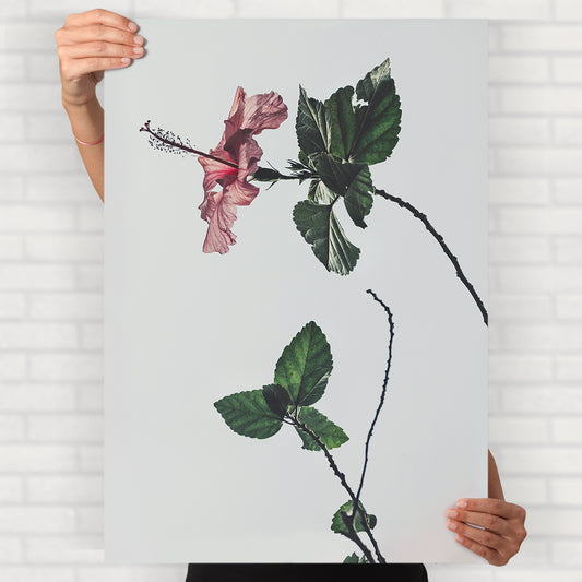 Pink Hibiscus Flower Poster