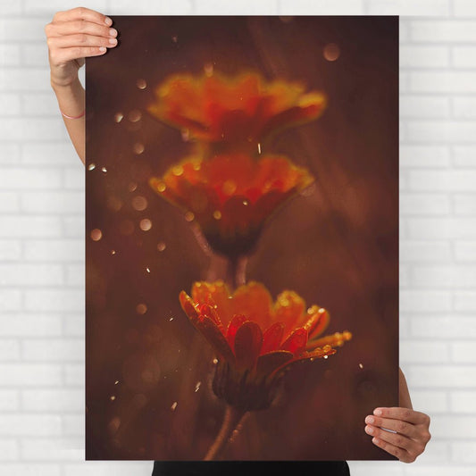 Calendula Flowers Poster - Posters