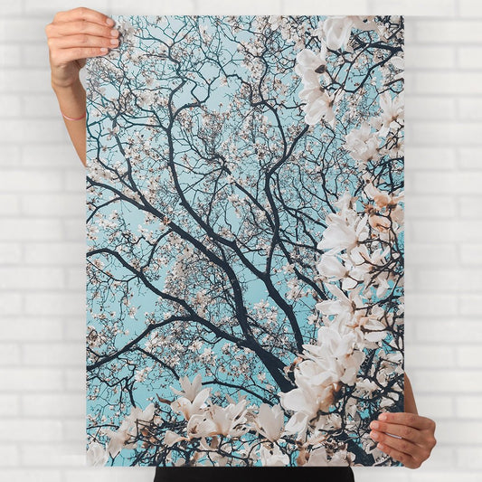 Cherry Blossoms Poster - Posters