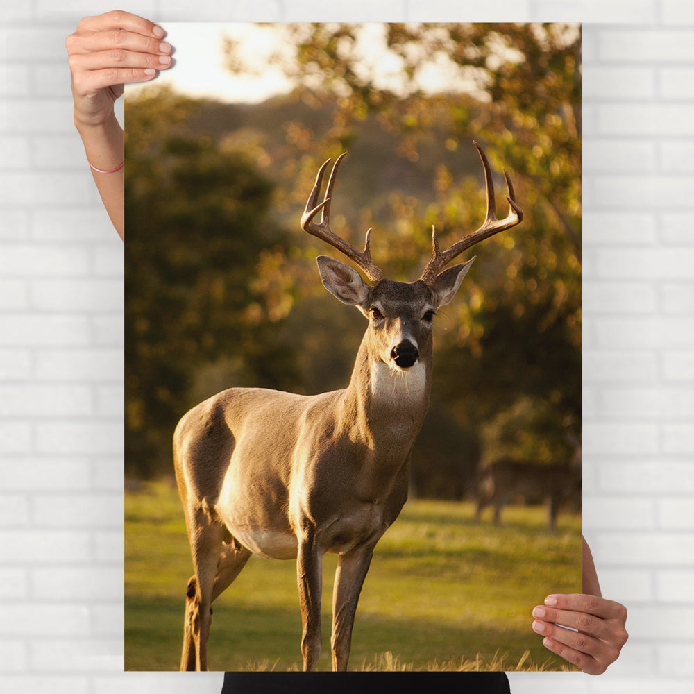 Deer Poster