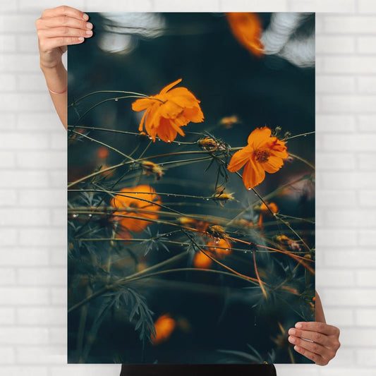 Orange Cosmos Flowers - Posters