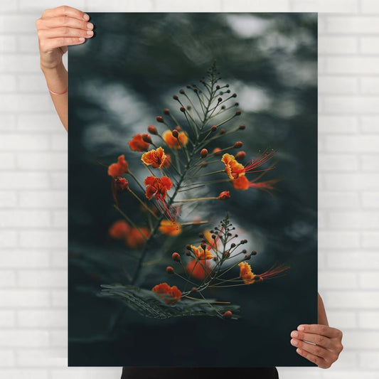 Peacock Flower Poster - Posters