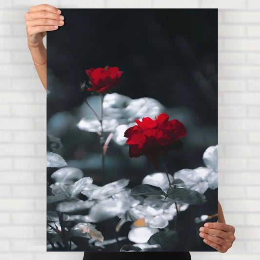 Red Roses Poster - Posters