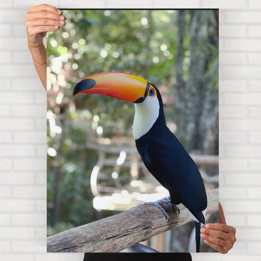 Toco Toucan Poster - Posters